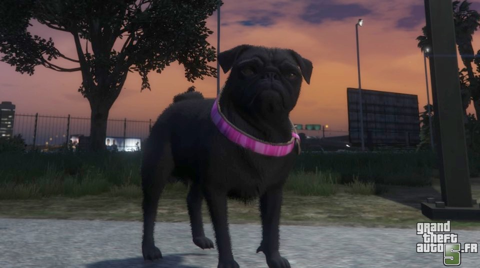 gta 5 comment avoir le chien