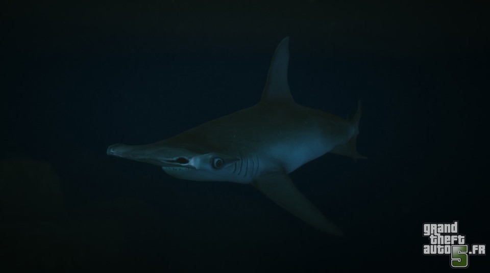 comment trouver un requin dans gta 5