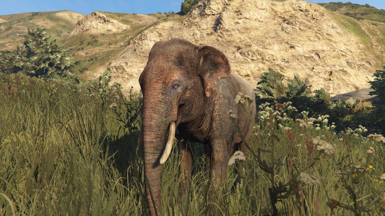 Éléphant