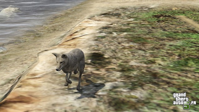 coyote-gta-5.jpg