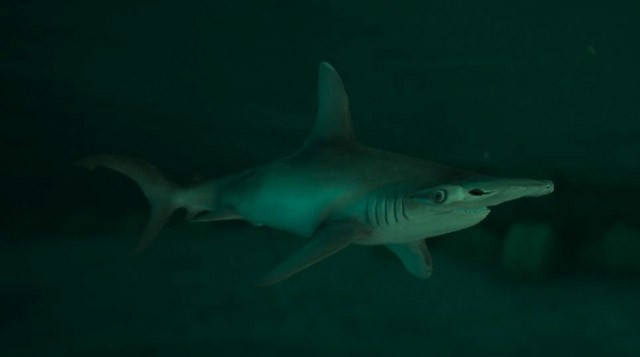 requin-marteau-m.jpg